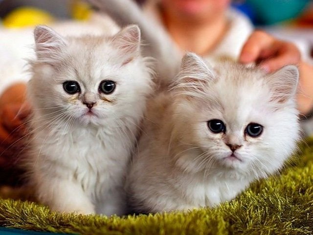 Породы кошек в Байкальске | ЗооТом портал о животных