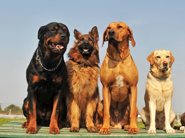 Крупные породы собак в Байкальске | ЗооТом портал о животных