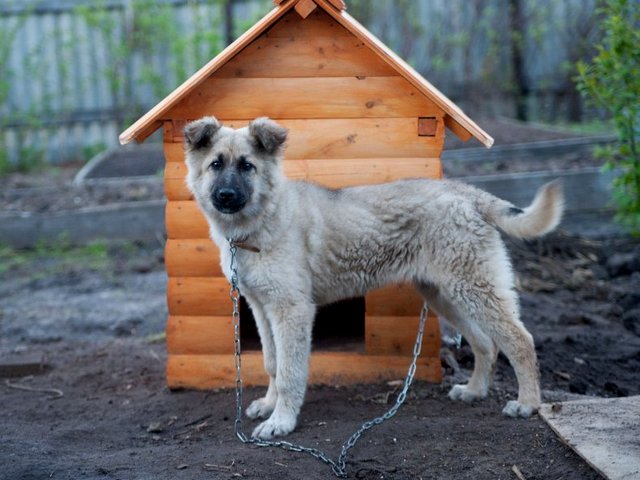 Все о собаках в Байкальске Все о собаках в Байкальске